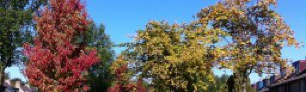 Herfst Blues